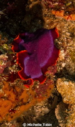 Flatworm by Michelle Tobin 